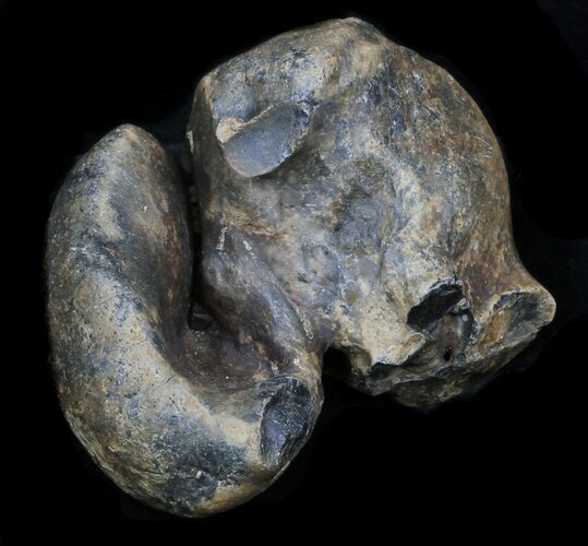 Fossil Manatee (Trichechus) Ear Bone - Florida #33310